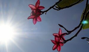 Final de semana será de sol e calor de até 39°C; chuvas retornam no domingo